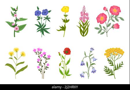 Jeu d'illustrations vectorielles de fleurs sauvages différentes.Collection de fleurs de prairie ou de champ, buttercup jaune et pissenlit, cloches, coquelicots isolés sur le whi Illustration de Vecteur