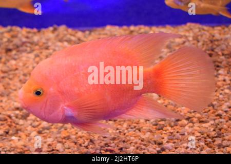 Le cichlid de perroquets de sang rouge nagent dans un réservoir de poissons. Il s'agit d'un hybride de poissons d'eau douce des midas et du cichlid de tête rouge. Le cichlid du perroquet de sang est un Banque D'Images