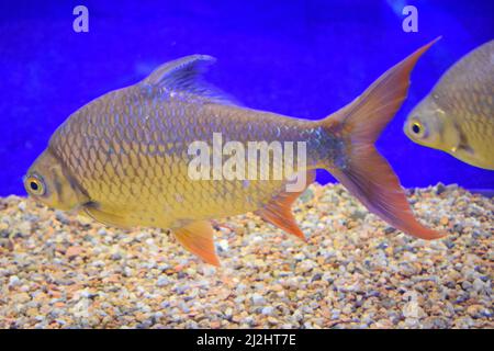 Barbonymus schwanenfeldii barb (aluminium). Poissons d'eau douce. Banque D'Images