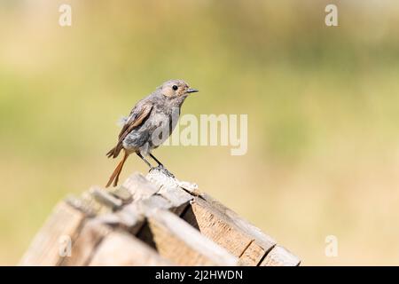 Gros plan d'un redstart noir debout sur une terrasse en bois avec un arrière-plan flou Banque D'Images