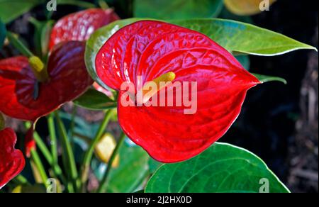 Fleur de flamants roses rouges (Anthurium andraeanum) Banque D'Images