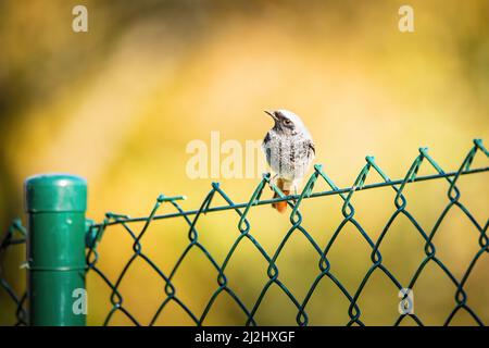 Gros plan d'un Redstart noir d'homme perché sur une clôture en fil de fer avec un arrière-plan flou Banque D'Images