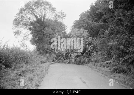 La grande tempête octobre 1987. Nos photos . . . Dégâts causés par la tempête Chieveley, Berkshire, Angleterre, 16th octobre 1987. La grande tempête de 1987 a eu lieu dans la nuit des 15th et 16th octobre 1987. Un système météorologique exceptionnellement fort a causé des vents qui ont frappé une grande partie du sud de l'Angleterre et du nord de la France. C'était la pire tempête à avoir frappé l'Angleterre depuis la Grande tempête de 1703. Les dégâts ont été estimés à 7,3 milliards de livres au Royaume-Uni et à 23 milliards de francs en France. Banque D'Images