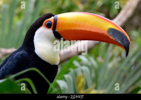 Portrait de profil de Toco Toucan (Ramphastos toco) avec son gros bec étrange Banque D'Images
