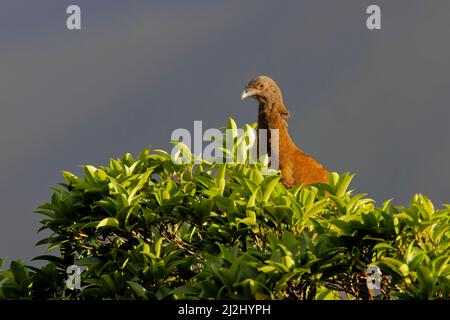 Chachalaca à tête grise Ortalis cinereiceps la Fortuna, Costa Rica BI032939 Banque D'Images