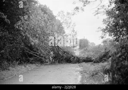 La grande tempête octobre 1987. Nos photos . . . Dégâts causés par la tempête Chieveley, Berkshire, Angleterre, 16th octobre 1987. La grande tempête de 1987 a eu lieu dans la nuit des 15th et 16th octobre 1987. Un système météorologique exceptionnellement fort a causé des vents qui ont frappé une grande partie du sud de l'Angleterre et du nord de la France. C'était la pire tempête à avoir frappé l'Angleterre depuis la Grande tempête de 1703. Les dégâts ont été estimés à 7,3 milliards de livres au Royaume-Uni et à 23 milliards de francs en France. Banque D'Images