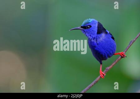 Réducteur de vitesse rampante à pattes rouges - Cyanerpes cyaneus Sarapiqui, Costa Rica BI033169 Banque D'Images