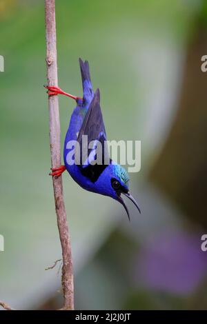 Réducteur de vitesse rampante à pattes rouges - Cyanerpes cyaneus Sarapiqui, Costa Rica BI033171 Banque D'Images