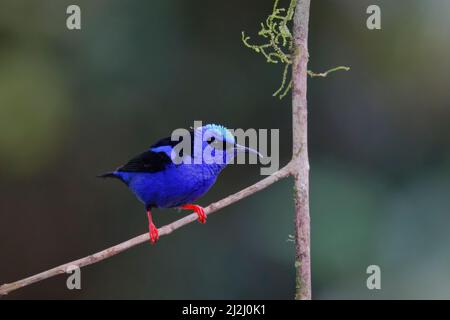 Réducteur de vitesse rampante à pattes rouges - Cyanerpes cyaneus Sarapiqui, Costa Rica BI033172 Banque D'Images