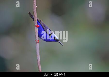 Réducteur de vitesse rampante à pattes rouges - Cyanerpes cyaneus Sarapiqui, Costa Rica BI033179 Banque D'Images