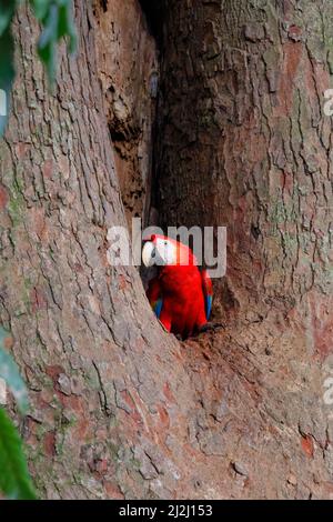 Macaw écarlate – oiseau juvénile dans le trou de nid Ara macao Tarcoles, Costa Rica BI033709 Banque D'Images