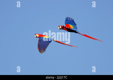 Scralet Macaw – paire en vol Ara macao Sarapiqui, Costa Rica BI033744 Banque D'Images