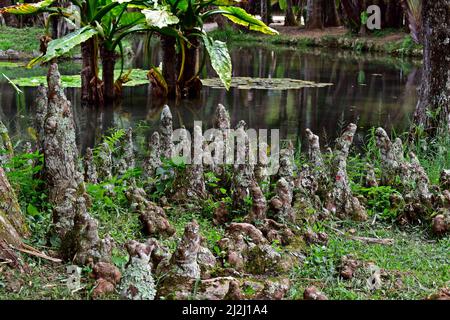 Racines aériennes de cyprès de Bald ou de cyprès de Swamp (Taxodium distichum) Banque D'Images