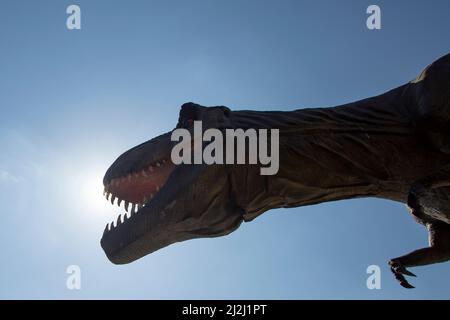 Tyrannosaurus rex réplique animatronique photographiée d'en dessous contre le soleil Banque D'Images