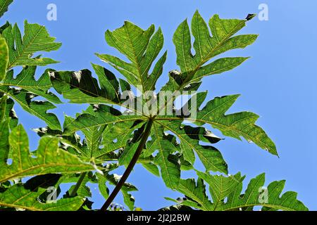 Motif feuilles de papaye et ciel bleu Banque D'Images