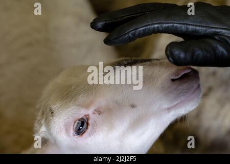 Ermelo, pays-Bas. 2nd avril 2022. 2022-04-02 11:27:01 ERMELO - les agneaux et les moutons dans le pli Ermelose le jour annuel des agneaux. Au cours de l'événement, vous pourrez admirer les agneaux nés dans le troupeau. ANP SANDER KING netherlands Out - belgium Out Credit: ANP/Alay Live News Banque D'Images