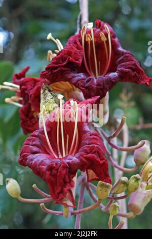 Fleurs d'arbre à saucisse (Kigelia africana), Rio de Janeiro, Brésil Banque D'Images