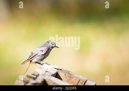 Un gros plan d'un Redstart noir, Phoenicurus ochruros, assis sur un pont en bois Banque D'Images