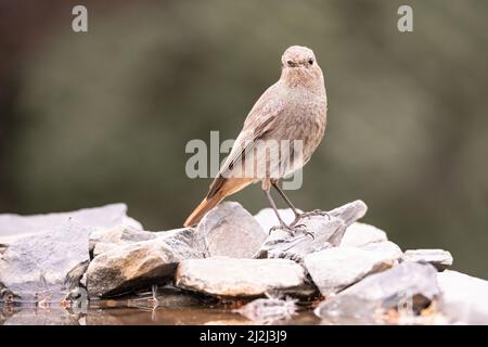 Un gros plan d'un Redstart noir, Phénicurus ochruros, debout sur des rochers au bord de l'eau Banque D'Images