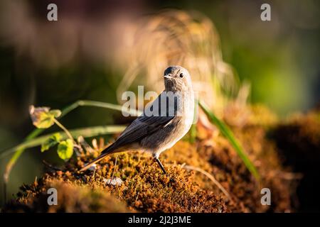 Un gros plan de Black Redstart, Phoenicurus ochruros, debout sur une herbe Banque D'Images