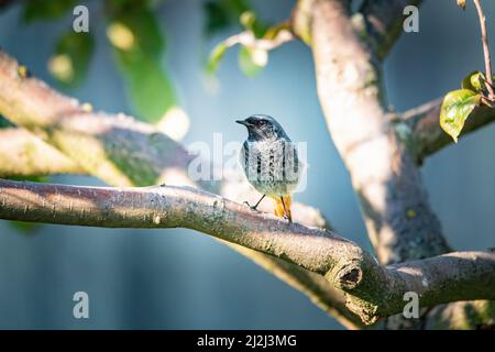 Un gros plan d'un Redstart noir (Phoenicurus ochruros) assis sur une branche d'arbre Banque D'Images