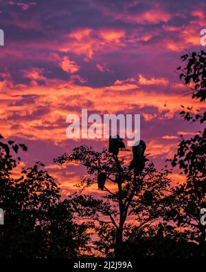 Griffon vautour du belvédère dans un arbre pendant le coucher du soleil dans le parc national Kruger Afrique du Sud. Griffon vautour au coucher du soleil Banque D'Images