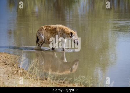 Enceinte Hyena, jeune hyena dans le parc national Kruger Afrique du Sud, famille Hyena en Afrique du Sud. Banque D'Images