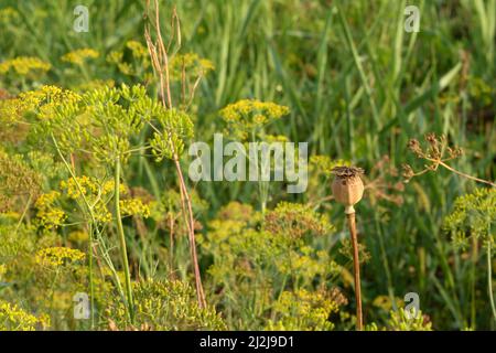 Les fleurs d'aneth poussent dans le jardin. Grandes inflorescences de l'aneth sur fond vert. Champ de fenouil vert frais. Légumes naturels. Haute qualité Banque D'Images