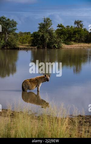 Enceinte Hyena, jeune hyena dans le parc national Kruger Afrique du Sud, famille Hyena en Afrique du Sud. Banque D'Images