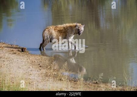 Enceinte Hyena, jeune hyena dans le parc national Kruger Afrique du Sud, famille Hyena en Afrique du Sud. Banque D'Images