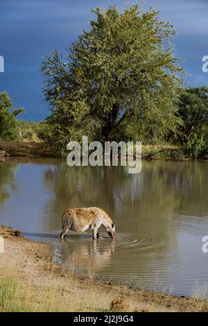 Enceinte Hyena, jeune hyena dans le parc national Kruger Afrique du Sud, famille Hyena en Afrique du Sud. Banque D'Images