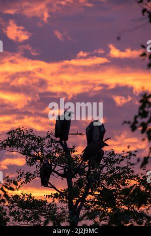 Griffon vautour du belvédère dans un arbre pendant le coucher du soleil dans le parc national Kruger Afrique du Sud. Griffon vautour au coucher du soleil Banque D'Images