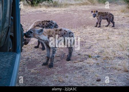 Jeune hyena dans le parc national Kruger Afrique du Sud, famille Hyena en Afrique du Sud. Banque D'Images