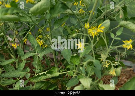 Fleurs de tomates jaunes en fleurs, gros plan. Parmi les feuilles vertes, des fleurs de tomates jaunes avec de longs pétales minces fleuris. Une fleur de fleurs de tomate pour Banque D'Images
