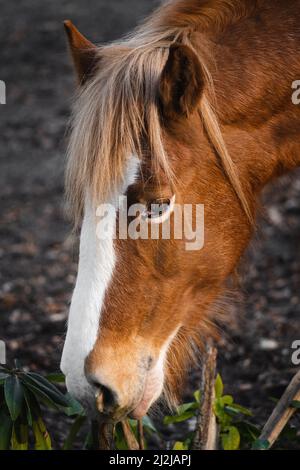Un gros plan d'un cheval islandais brun mangeant de l'herbe dans la ferme Banque D'Images
