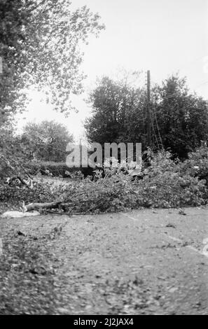 La grande tempête octobre 1987. Nos photos . . . Dégâts causés par la tempête Chieveley, Berkshire, Angleterre, 16th octobre 1987. La grande tempête de 1987 a eu lieu dans la nuit des 15th et 16th octobre 1987. Un système météorologique exceptionnellement fort a causé des vents qui ont frappé une grande partie du sud de l'Angleterre et du nord de la France. C'était la pire tempête à avoir frappé l'Angleterre depuis la Grande tempête de 1703. Les dégâts ont été estimés à 7,3 milliards de livres au Royaume-Uni et à 23 milliards de francs en France. Banque D'Images