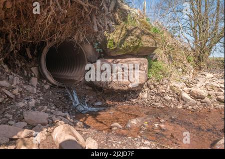 Champignon des eaux usées qui pousse dans les cours d'eau entrant dans la Fach de Gwendraeth. Pollué à partir de lisier et de liqueurs de tas de fumier de la ferme laitière Banque D'Images