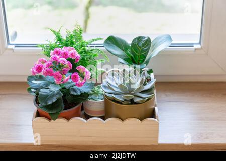 Maison plantes en pot sur le plateau en bois sur le rebord de la fenêtre. Succulent, néphrolepis, kalanchoe, lyrate de ficus dans de petits pots. Jardinage à la maison, intérieur Banque D'Images