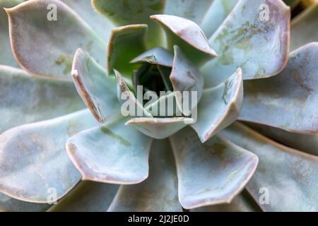 Gros plan d'un cactus. Plante verte succulente dans un pot en béton géométrique moderne à la maison. Concept de jardinage à la maison Banque D'Images