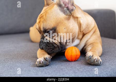 Chien taureau français chiot jouant avec le jouet orange sur le canapé à la maison Banque D'Images