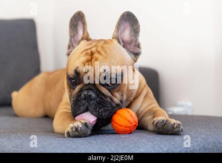 Chien taureau français chiot jouant avec le jouet orange sur le canapé à la maison Banque D'Images