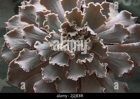 Gros plan de EcheClose-up de Echeveria Gibbiflora rosette avec des feuilles amusantes. Plante succulente exotique, vue de dessus. Photoveria de haute qualité Gibbiflora Banque D'Images