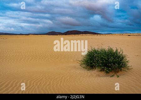 Nuages au lever du soleil sur une plante isolée dans le sable du désert, Parc naturel de Corralejo, Fuerteventura, îles Canaries, Espagne Banque D'Images