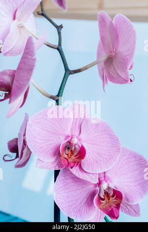 Fleurs d'orchidées roses sur fond bleu ciel, gros plan. Une plante de phalaenopsis de fleur pour une affiche, calendrier, affiche, économiseur d'écran, papier peint, carte postale Banque D'Images