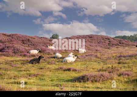 Paysage Gasterse Duinen près du village de Gasteren dans la province néerlandaise de Drenthe avec troupeau de moutons et de plantes chinées, arbres, herbes Banque D'Images