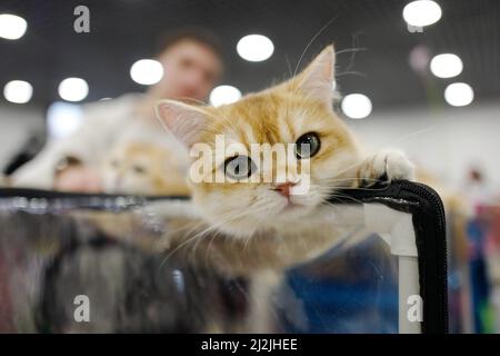 Moscou, Russie. 2nd avril 2022. Un chat est vu lors d'une exposition de chat à Moscou, Russie, le 2 avril 2022. Plus de 300 chats de plus de 25 races ont participé à ce spectacle. Crédit: Bai Xueqi/Xinhua/Alay Live News Banque D'Images