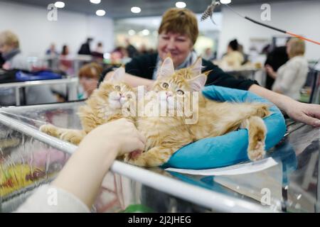 Moscou, Russie. 2nd avril 2022. Des chats sont vus lors d'un spectacle de chats à Moscou, Russie, 2 avril 2022. Plus de 300 chats de plus de 25 races ont participé à ce spectacle. Crédit: Bai Xueqi/Xinhua/Alay Live News Banque D'Images