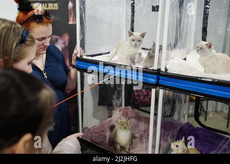 Moscou, Russie. 2nd avril 2022. Les gens regardent les chats lors d'un spectacle de chats à Moscou, Russie, 2 avril 2022. Plus de 300 chats de plus de 25 races ont participé à ce spectacle. Crédit: Bai Xueqi/Xinhua/Alay Live News Banque D'Images