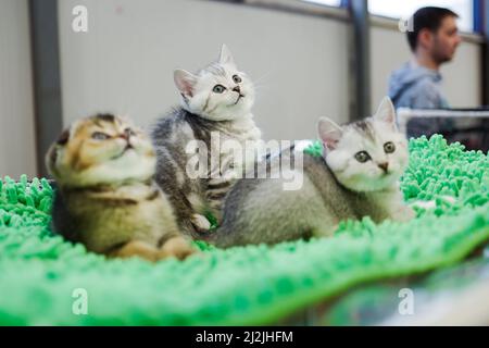 Moscou, Russie. 2nd avril 2022. Des chats sont vus lors d'un spectacle de chats à Moscou, Russie, 2 avril 2022. Plus de 300 chats de plus de 25 races ont participé à ce spectacle. Crédit: Bai Xueqi/Xinhua/Alay Live News Banque D'Images