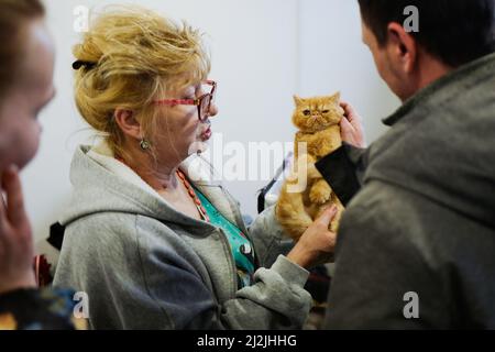 Moscou, Russie. 2nd avril 2022. Les gens regardent un chat lors d'une exposition de chat à Moscou, Russie, 2 avril 2022. Plus de 300 chats de plus de 25 races ont participé à ce spectacle. Crédit: Bai Xueqi/Xinhua/Alay Live News Banque D'Images